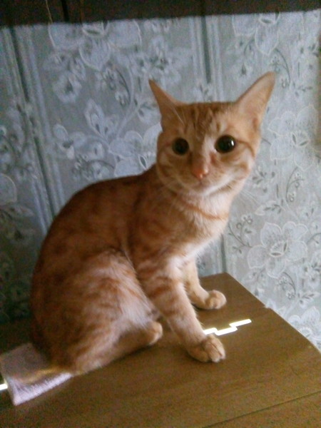 Котовторник. Королева помойки