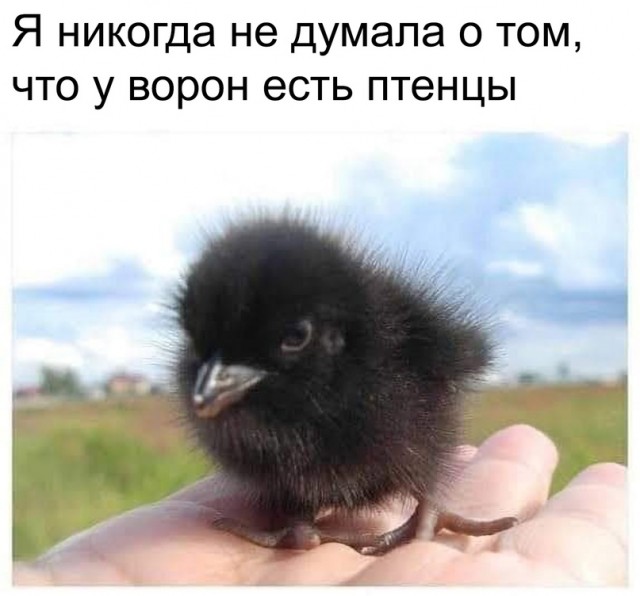 Немного картинок."Колбасный ветер". Август