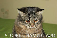 Кот и пылесос