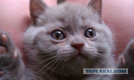 Котовторник 21.05.2013