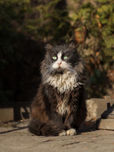 Кошки на развалинах города Помпеи