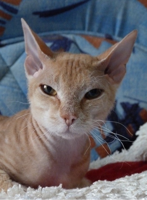 Котовторник 9.07.2013