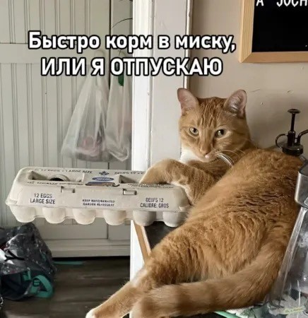 Подборка картинок-баянов с котиками и про котиков. Выпуск 29.