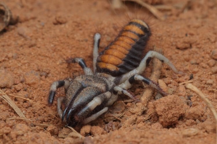 Не так страшен чёрт (Сольпуга), как его малюют