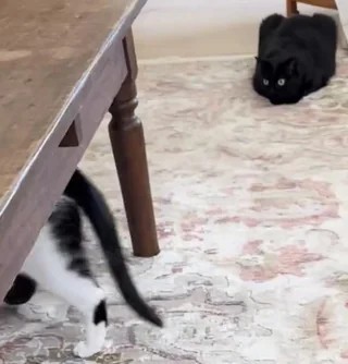 Ну что ты творишь??? (котовторник)