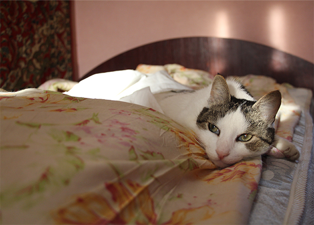 Котовторник 17.09.2013