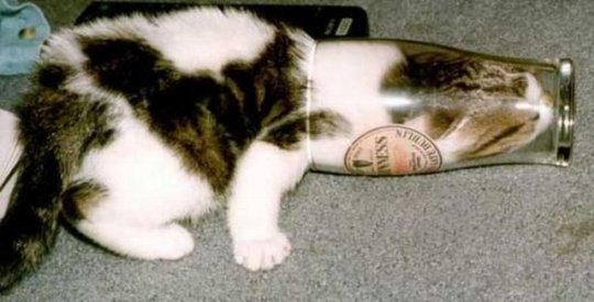 Котик попробовал пиво, но...