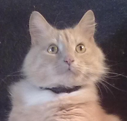Любителям кошек
