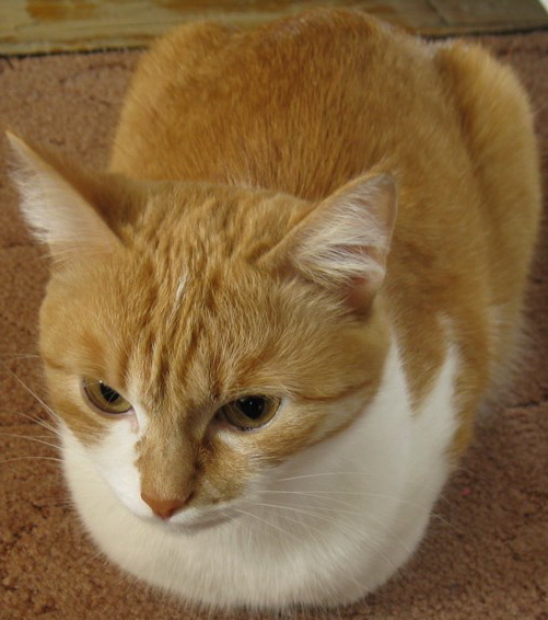Любителям кошек