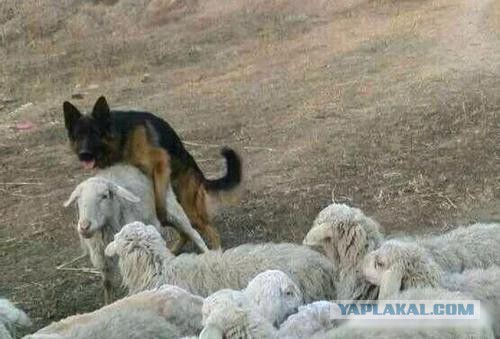 Саудовский шейх погиб от копыт осла..
