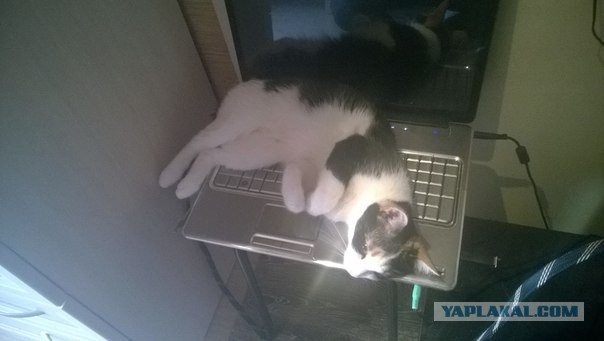 Котовторник 23.09.2014.