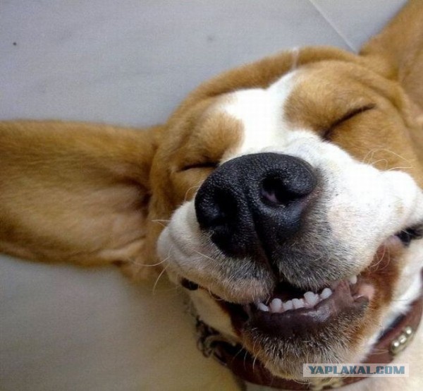 Поигрался с собачками