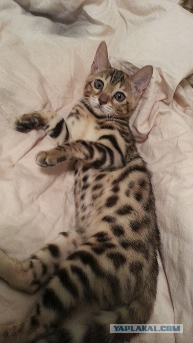 Котовторник 07 04 2015