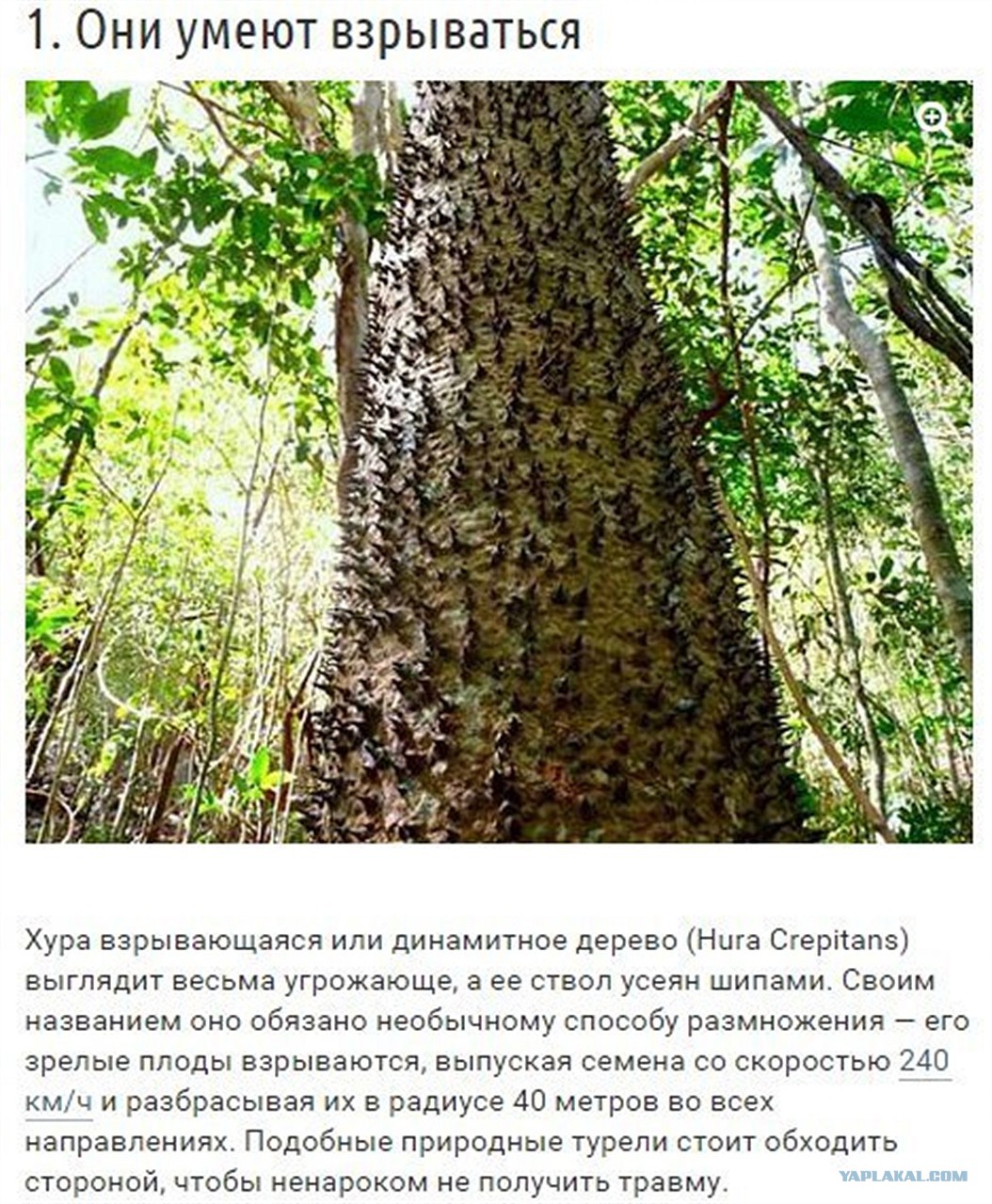 10 странных вещей, которые умеют делать деревья - ЯПлакалъ