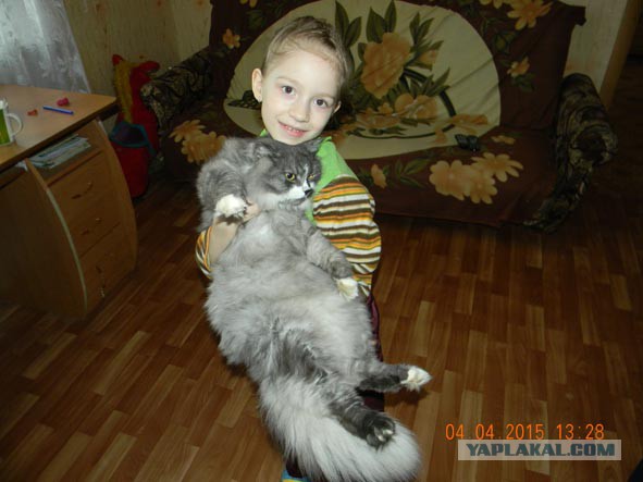 Котовторник