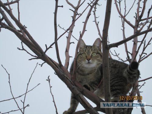 Котовторник