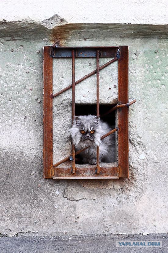 Привет кошатникам!
