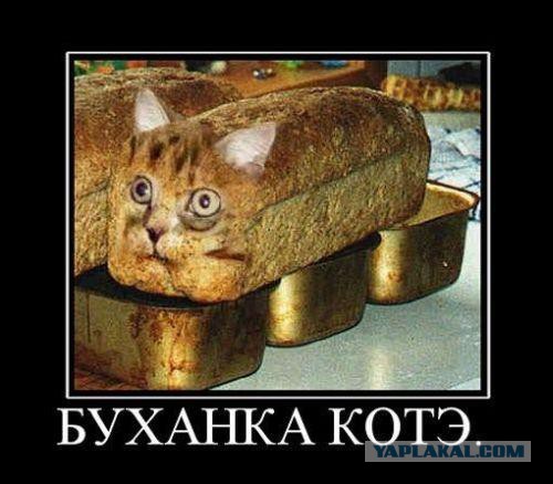 Рождение нового кото-мема