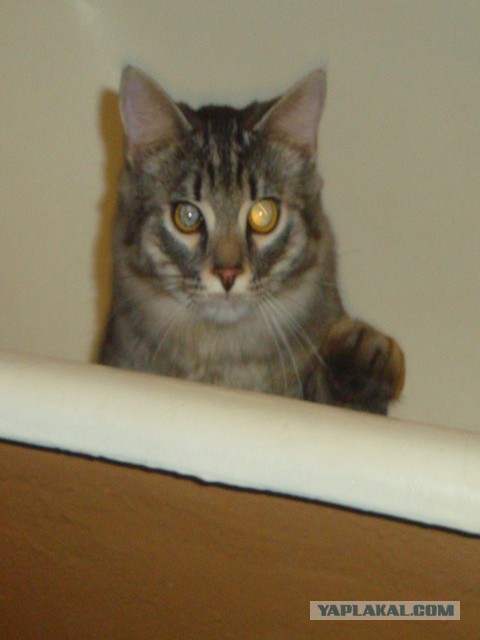 История Одноглазого Джека