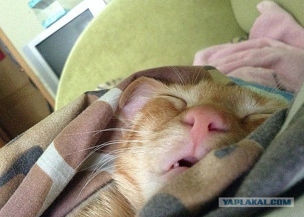 Новогодний котовторник,05.01.16.