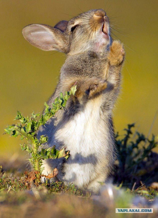 Подборка животных, которых застали за трапезой