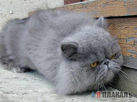 Кошки и Собаки - большая подборка