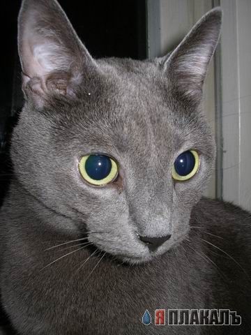 Котомет на вторник!
