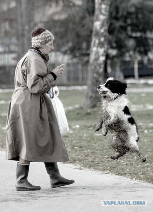 Старушка и собакен