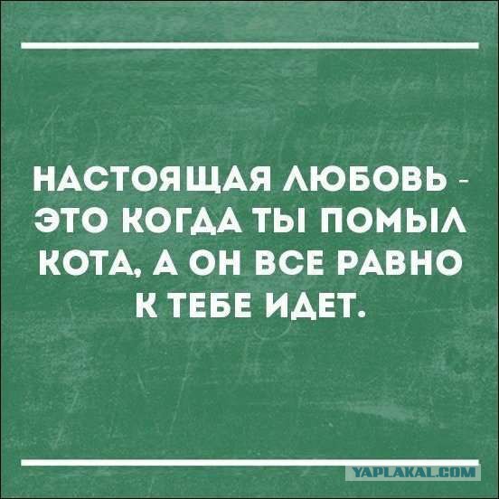 Весёлые картинки