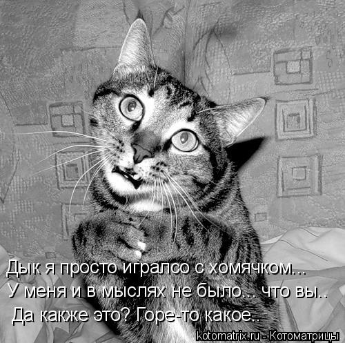 Как стать лидером для собаки за 15 минут
