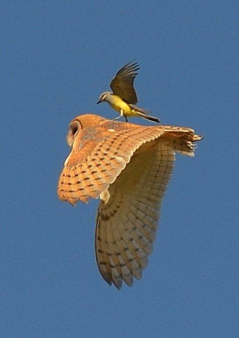 Самые смешные животные
