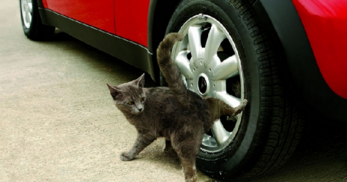Коты из сети