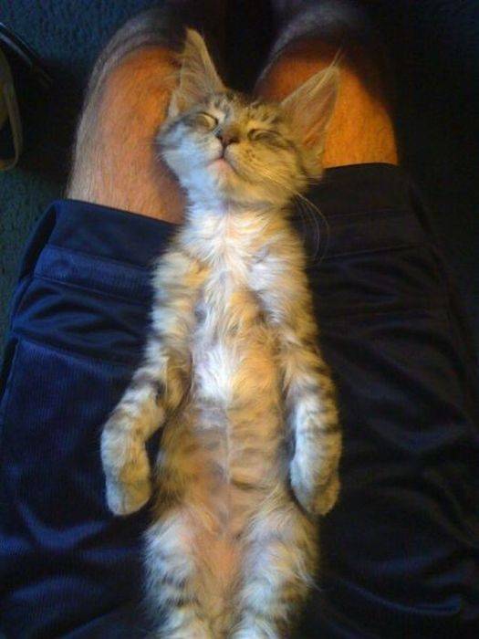 Коты из сети