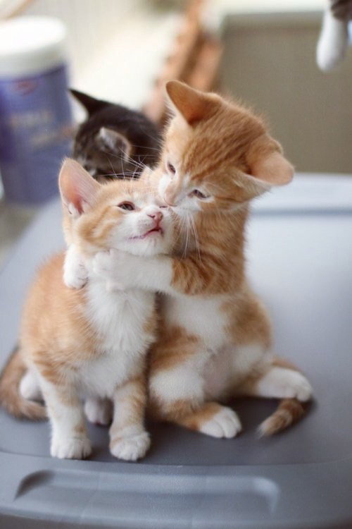 Коты из сети
