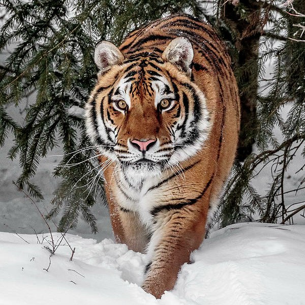 Самые смешные животные