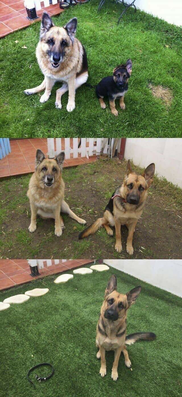 Живность из сети