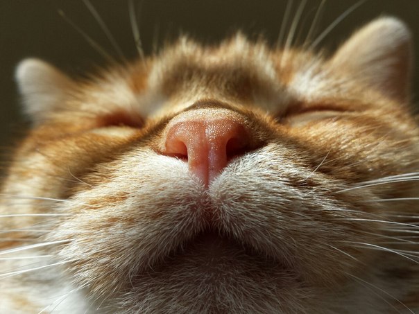 Коты и Кошки