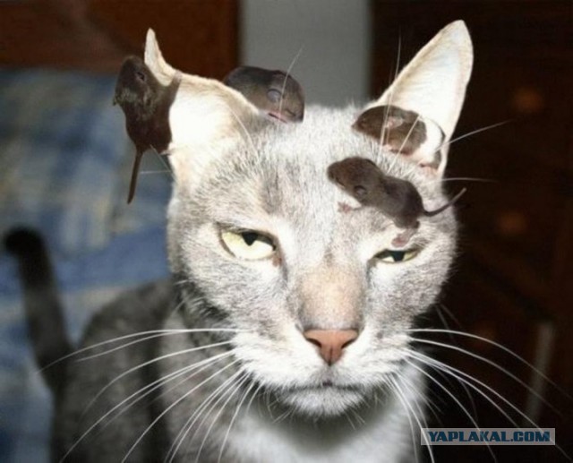 Коты. Отнюдь не ми-ми-ми.