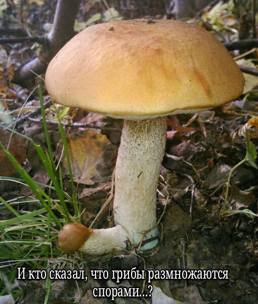 Приколы на любые темы