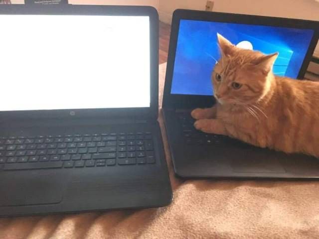 Прикольных котов пост