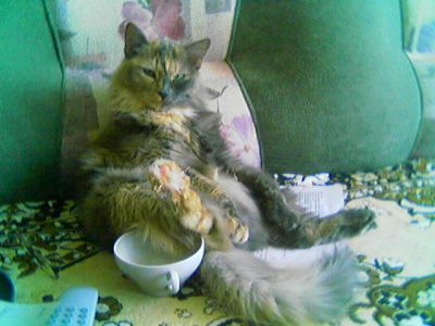 Прикольные коты на среду! ОЧЕНЬ МНОГО!