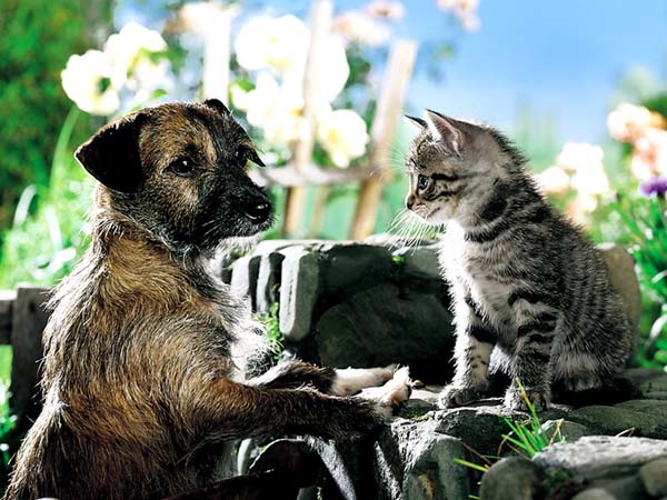 Котовторник  на  ЯПлакалъ