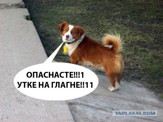 Фликеры в Беларуси