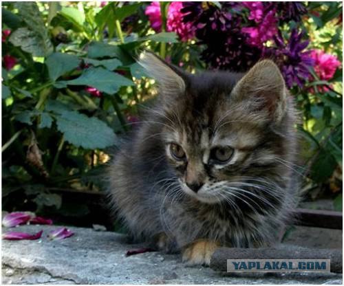 Первый котовторник октября