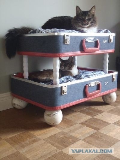 Котовторник (24. 01. 2012 )
