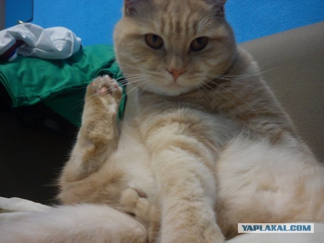 Соблазняет