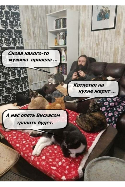 Забавные фото котеек