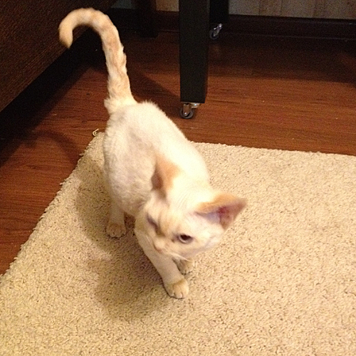 Дневник кота