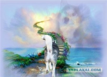 Леди Абигайль