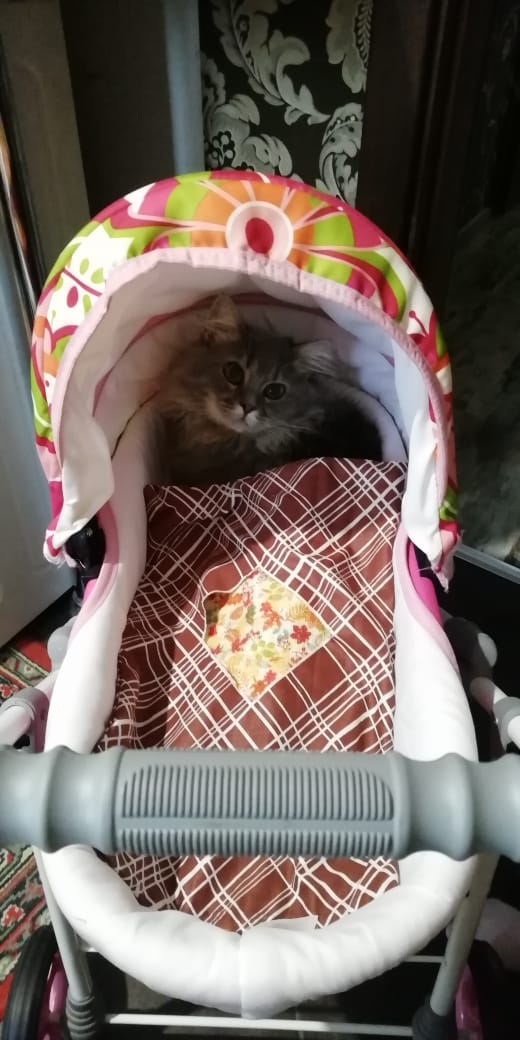 Забавные фото котеек